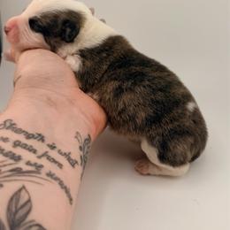 Brazeal - Brindle and white male Cardigan Welsh Corgi puppy in Bland, Missouri from Shadey Lane Corgis