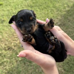 Frost - Black and tan male Dachshund puppy in Kiowa, Oklahoma from Champion Dachshunds