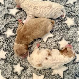 Leia - Blenheim female Cavapoo puppy in Chattanooga, Tennessee from Scenic City Doodles
