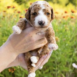 Goldendoodle puppies from Thompson Doodles