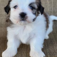 Rosa - Brown and white female Shichon puppy in Limestone, Tennessee from Pilot Hill Teddy Bear Puppies