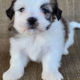 Rosa - Brown and white female Shichon puppy in Limestone, Tennessee from Pilot Hill Teddy Bear Puppies