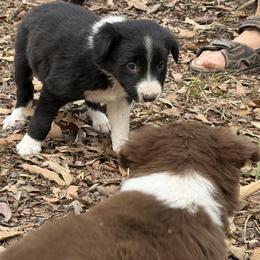 Catkin - Black and white female Border Collie puppy in Paris, Texas from Broadmoor Farm
