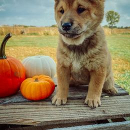 Shiba Inu Puppies from Rustic Country Shibas