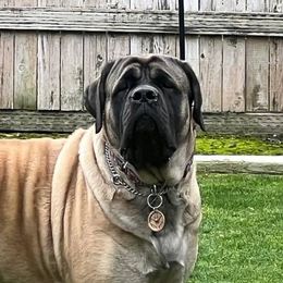 Brynja - Mastiff