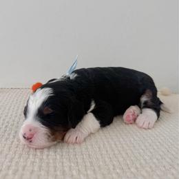 Matty - Tri-color male Bernedoodle puppy in Apache Junction, Arizona from Coffey House Doodles