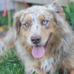 Australian Shepherd Puppies from Westrip Angus & Aussies