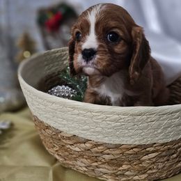 Jack - Ruby male Cavalier King Charles Spaniel puppy in Decatur, Illinois from We R Puppies