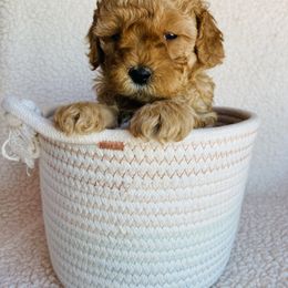 Maltipoo Puppies from Little Loves Maltipoos