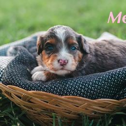 Merle - Blue merle female Bernedoodle puppy in Stuart, Oklahoma from G Ridge Kennels