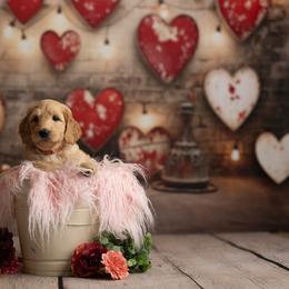 Goldendoodle Puppies from Hogan Family-Raised F1b Gooldendoodles