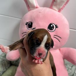 Brown - Fawn female Boxer puppy in Denver, Colorado from Yuni’s AKC Boxers