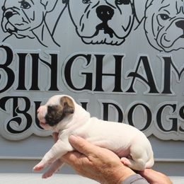 Male 1 - White and brindle male American Bulldog puppy in Xenia, Ohio from Bingham's Bulldogs LLC