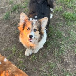 Opal - Pembroke Welsh Corgi