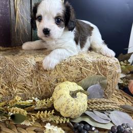 Buck - White male Cavapoo puppy in Mena, Arkansas from Ouachita Gold Diggers