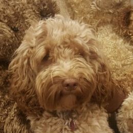 Brie - Australian Labradoodle