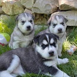 Alaskan Malamute and Siberian Husky Puppies from Chocolate Hollow Farms