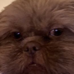 Copper - Shih Tzu