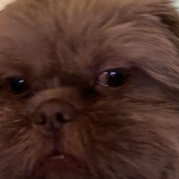 Copper - Shih Tzu