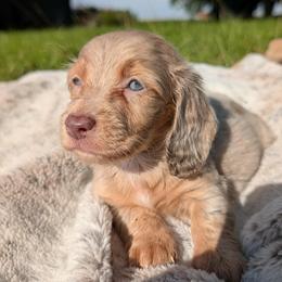 Smores PET ONLY - Fawn (Isabella) male Dachshund puppy in Unadilla, Georgia from Hamsley's Puppy Palace