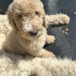 Teddy - Poodle puppy in Easley, South Carolina from The Breedery