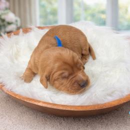 Willy - Dark golden male Golden Retriever puppy in Centertown, Missouri from Redheaded Retrievers