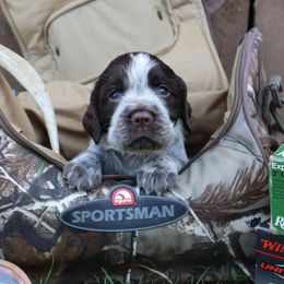English Springer Spaniel Puppies from White Pine Springer Spaniels