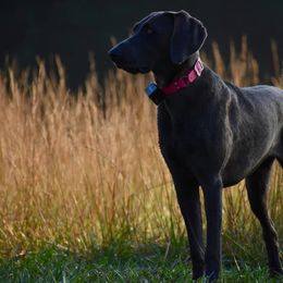 Missy - Weimaraner