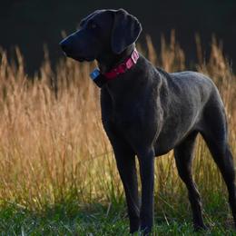 Missy - Weimaraner
