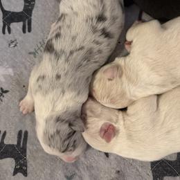 Boy 3 - Slate merle male Border Collie puppy in Lakeview, Michigan from Haven Creek Farm