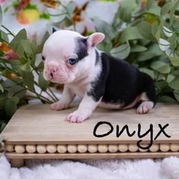 Female 1 - Black and white female French Bulldog puppy in Denison, Texas from Lovemyfrenchies – Stoddard Frenchbulldog's