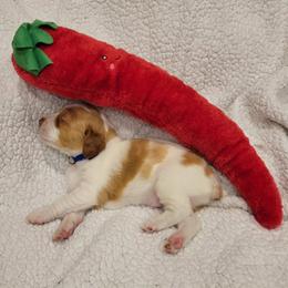 Boy 1 - White and orange male Brittany puppy in Houston, Texas from Free Range Bird Dogs