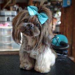 Ewok - Brindle male Shih Tzu puppy in Barren Springs, Virginia from Seeking Shalom Acres Maltese, Maltipoos & Havamalts