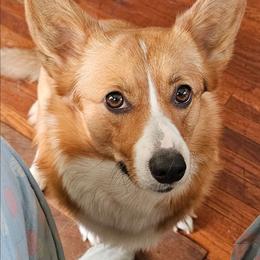 Penny - Pembroke Welsh Corgi
