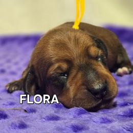 Flora-wirehair - Red female Dachshund puppy in Blair, Oklahoma from North Fork Doxies-Okla