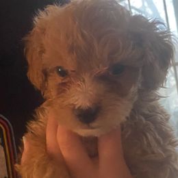 Dexter - Cream male Goldendoodle puppy in Cumberland, Rhode Island from minigoldendoodlesofRI