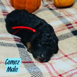 Gomez - Tri-color male Bernedoodle puppy in Beecher, Illinois from Erica’s Doodles