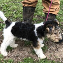 Wire Fox Terrier Puppies from Lyndon Meadow Farm