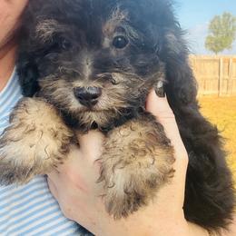 Rex - Phantom male Poodle puppy in Howe, Oklahoma from Cuddly Cavapoos