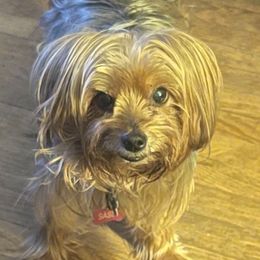 Yorkshire Terriers from Angie’s Yorkies