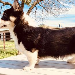 Pembroke Welsh Corgi Puppies from Boehm’s Pembroke corgis