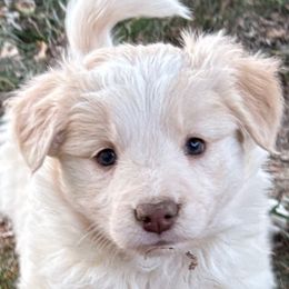 Violet - Gold female Border Collie puppy in Hopedale , Ohio from Whipple Farms