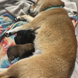 Kuro - Black and tan male Shiba Inu puppy in Lehigh Acres, Florida from SWFL Happy Dogs