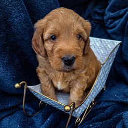 Brown Collar - Apricot male Goldendoodle puppy in Archbold, Ohio from Wurster's Mini Wee Doodles