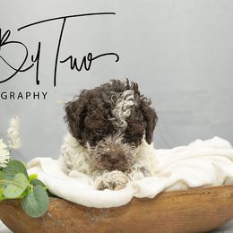 Lagotto Romagnolo puppies from Two By Two Lagotto