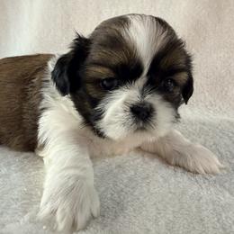 Marilyn Monroe - Gold and white female Shih Tzu puppy in Winston Salem, North Carolina from Little Miracles Shih Tzu