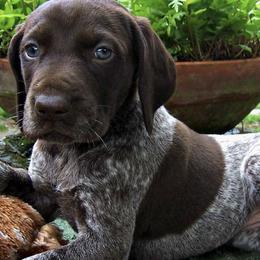 German Shorthaired Pointers from Old Orchard Farm