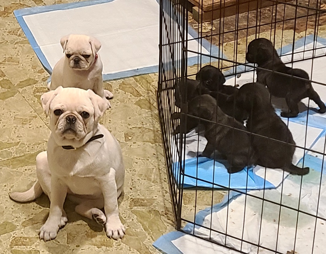 Pugs and Siberian Huskies from Morningsmile Kennels