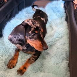 Stormy - Dapple female Dachshund puppy in Modesto, California from Raws Doxies