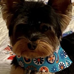 Yorkshire Terriers from Dripping Springs